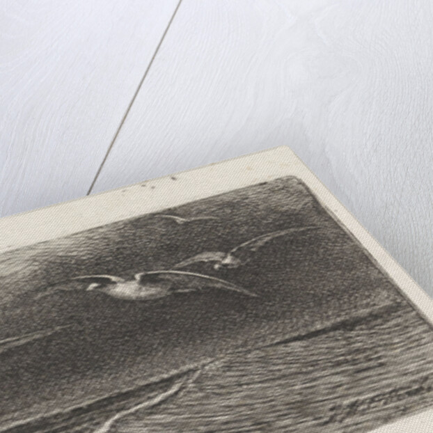 Seagulls by Jacobus Hermanus Otterbeek