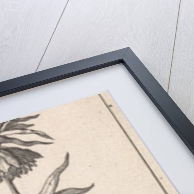 Imperial Crown, Caspar Luyken by Jan Claesz ten Hoorn