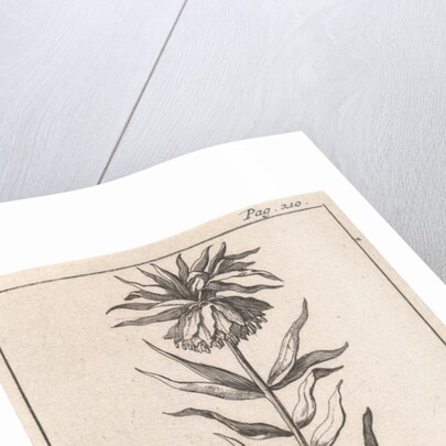 Imperial Crown, Caspar Luyken by Jan Claesz ten Hoorn