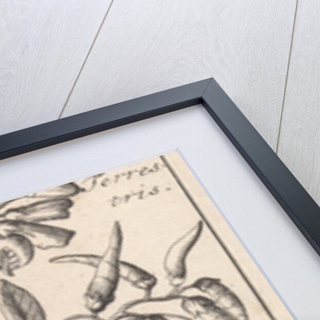 Tuberous Pea, Caspar Luyken by Jan Claesz ten Hoorn