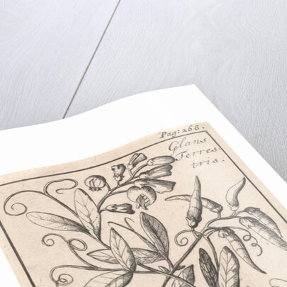 Tuberous Pea, Caspar Luyken by Jan Claesz ten Hoorn