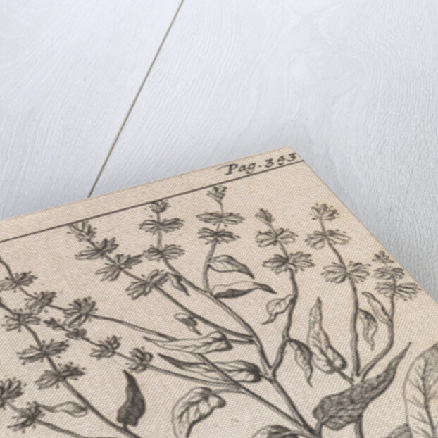 Dragon's blood, Caspar Luyken by Jan Claesz ten Hoorn