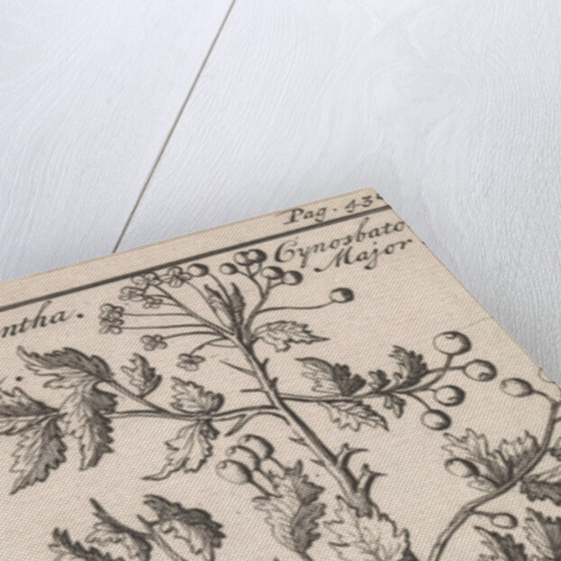 Hawthorn, Caspar Luyken by Jan Claesz ten Hoorn