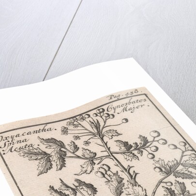 Hawthorn, Caspar Luyken by Jan Claesz ten Hoorn