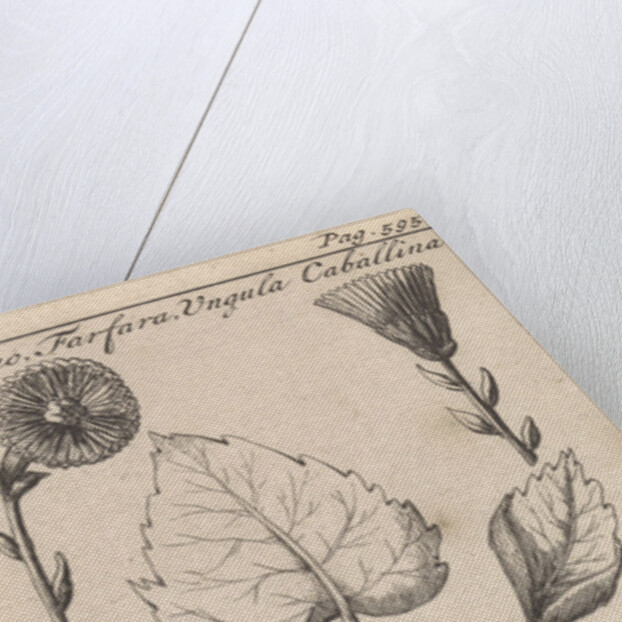 Coltsfoot with cough herb, Caspar Luyken by Jan Claesz ten Hoorn