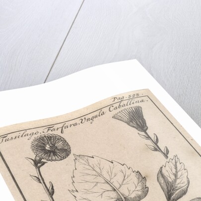 Coltsfoot with cough herb, Caspar Luyken by Jan Claesz ten Hoorn