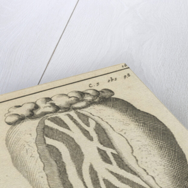 Anatomic image XIV by Jan Claesz ten Hoorn