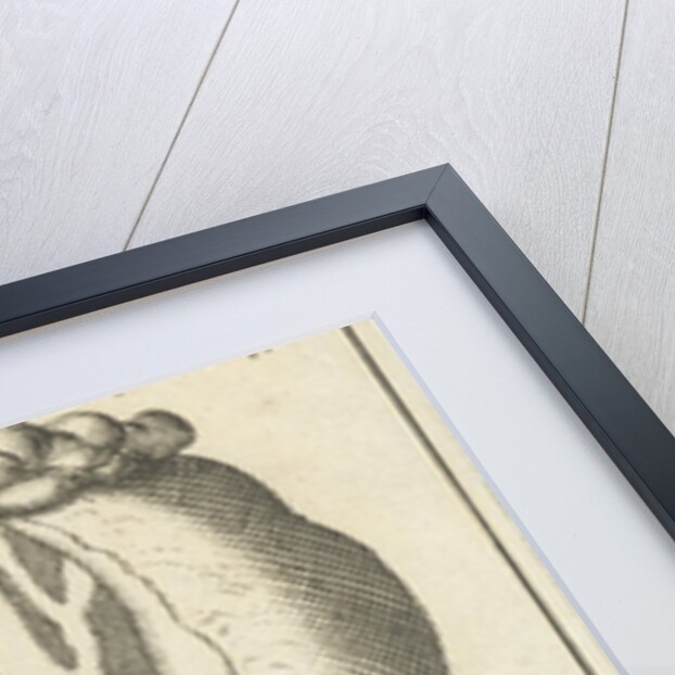 Anatomic image XIV by Jan Claesz ten Hoorn