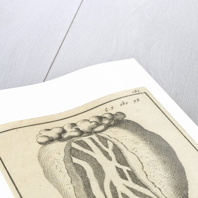 Anatomic image XIV by Jan Claesz ten Hoorn