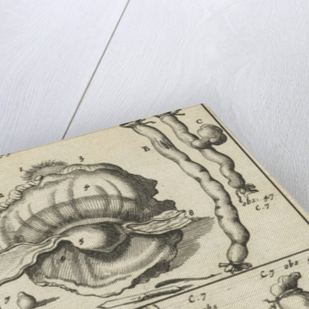 anatomic image XIX by Jan Claesz ten Hoorn