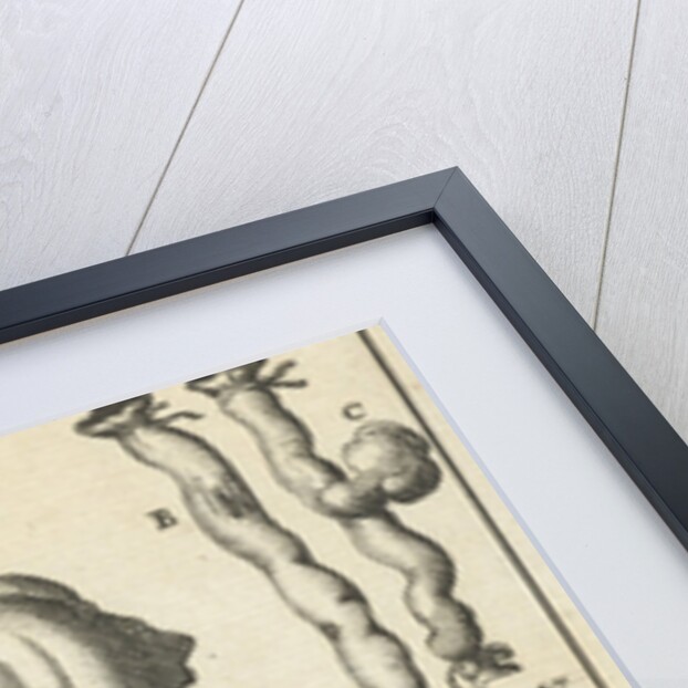 anatomic image XIX by Jan Claesz ten Hoorn