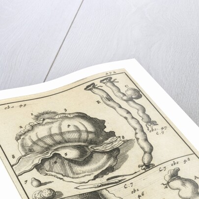 anatomic image XIX by Jan Claesz ten Hoorn