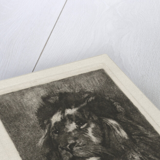 Head of a lion by Gerard Jan Bos