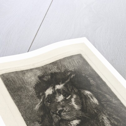 Head of a lion by Gerard Jan Bos