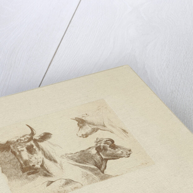 Three cow heads by Hendrik Stokvisch