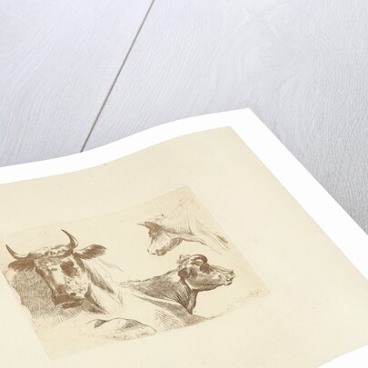 Three cow heads by Hendrik Stokvisch