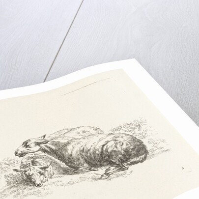 Two lying sheep by Gerard Valck