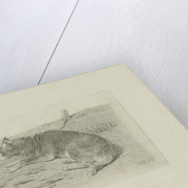 Lying dog from side by Frans Lebret