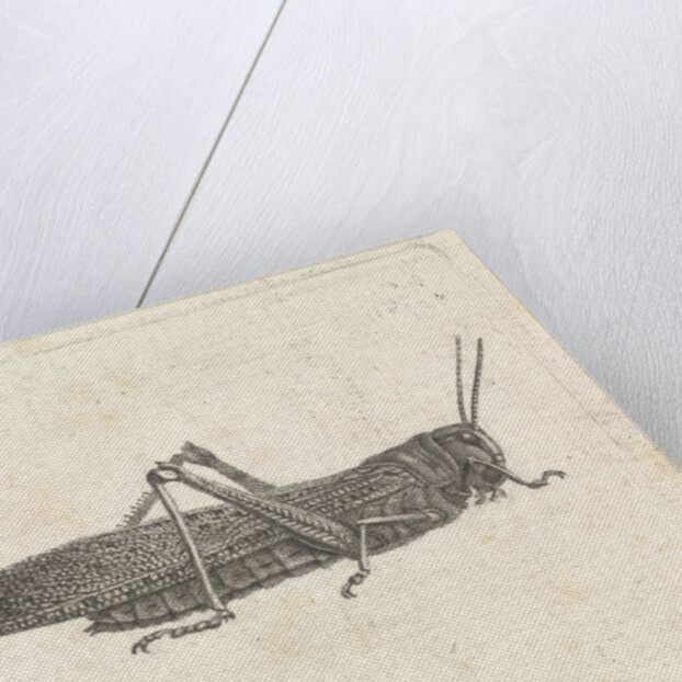 Grasshopper by Pieter Lyonet