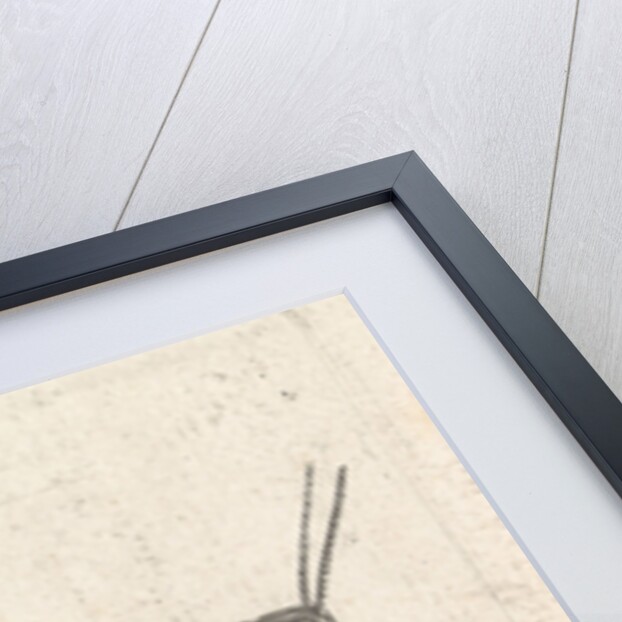 Grasshopper by Pieter Lyonet