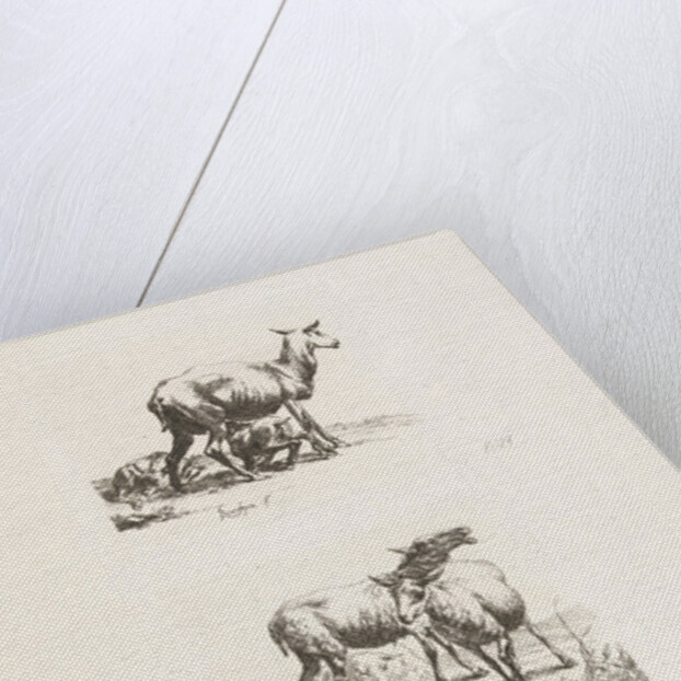 Standing sheep and pissing ewe by Anonymous