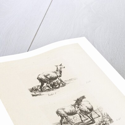 Standing sheep and pissing ewe by Anonymous