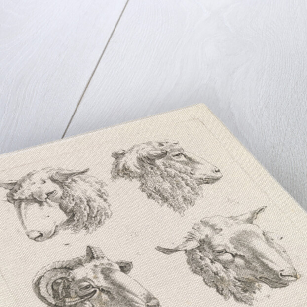 Four sheep heads by Barend Hendrik Thier