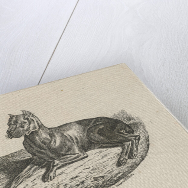 Reclining dog by Anthonie Willem Hendrik Nolthenius de Man