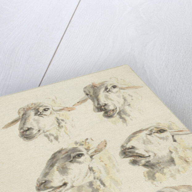 Study Sheet with six sheep heads by Franciscus Andreas Milatz