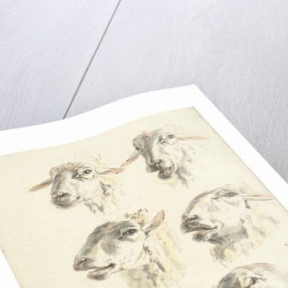 Study Sheet with six sheep heads by Franciscus Andreas Milatz