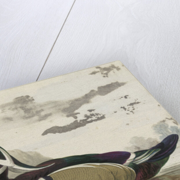 Carolina duck by Gerrit van den Heuvel