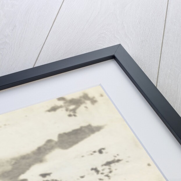 Carolina duck by Gerrit van den Heuvel