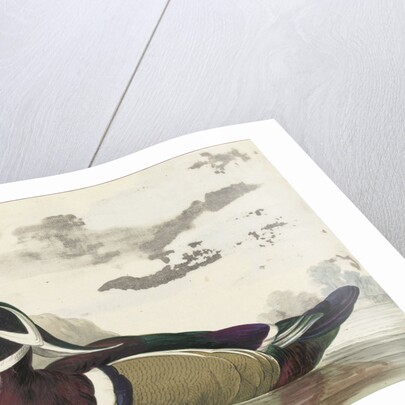 Carolina duck by Gerrit van den Heuvel