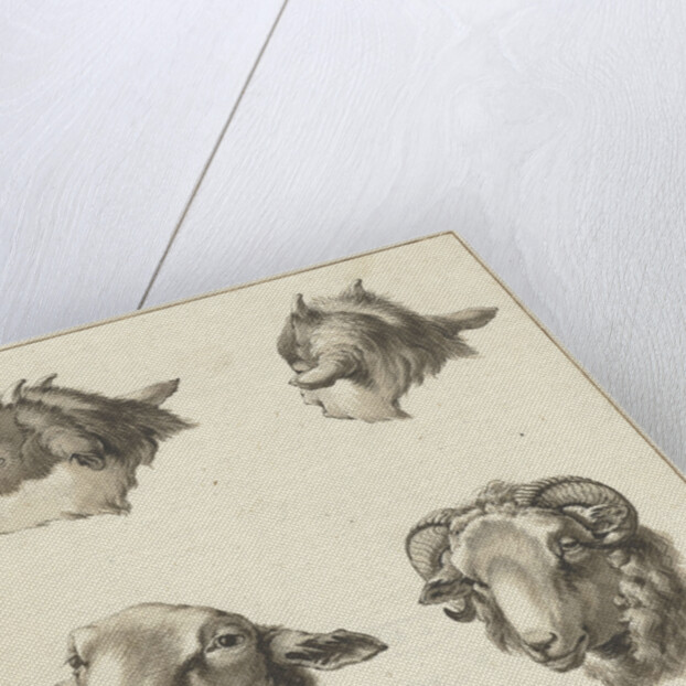 Four heads of goats and sheep by Barend Hendrik Thier