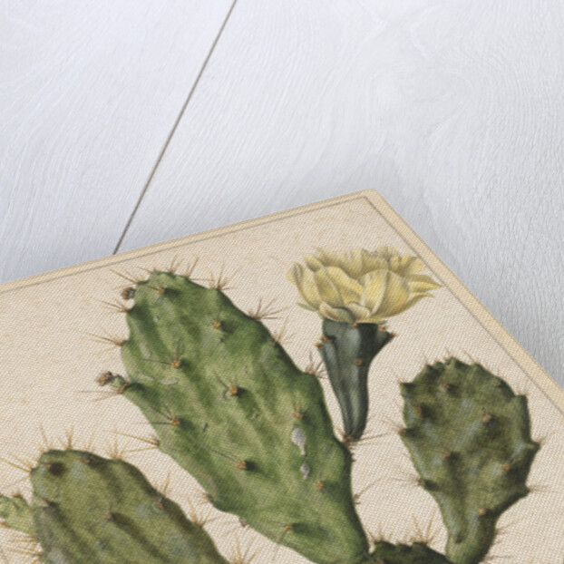 Pear Cactus in Bloom by Herman Saftleven