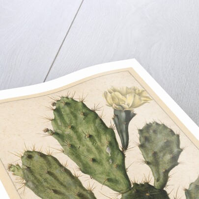 Pear Cactus in Bloom by Herman Saftleven