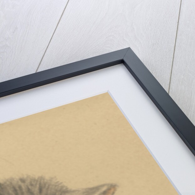 A sleeping cat by Jean Bernard