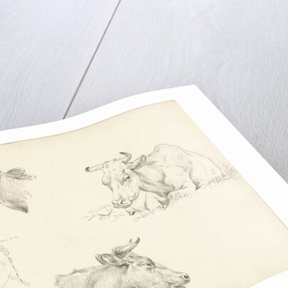 Four studies of the head of a cow by Jean Bernard