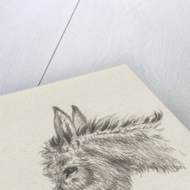 Head of a donkey by Jean Bernard