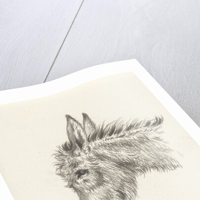 Head of a donkey by Jean Bernard