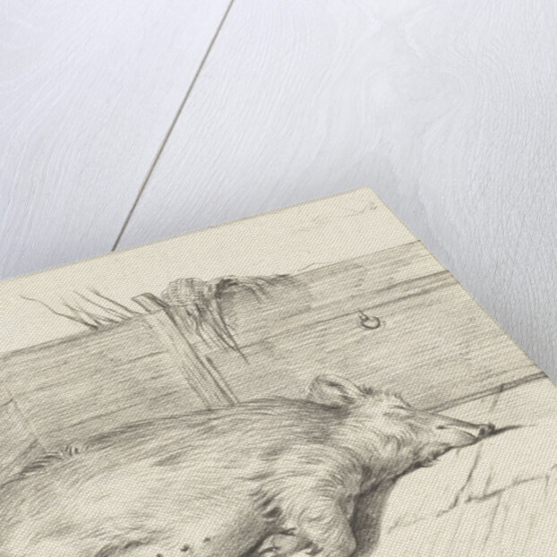 Pig lying by Jean Bernard