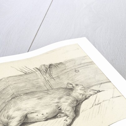 Pig lying by Jean Bernard