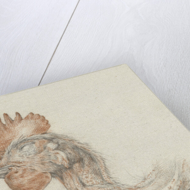 Head of a dead chicken by Jean Bernard
