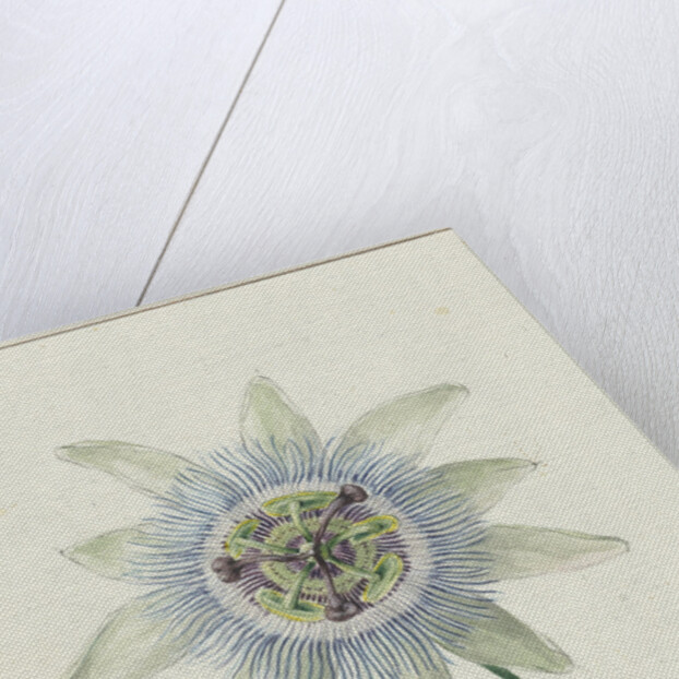 Passion Flower by Jean Bernard