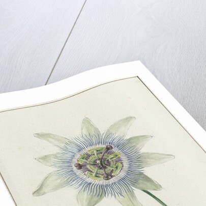 Passion Flower by Jean Bernard