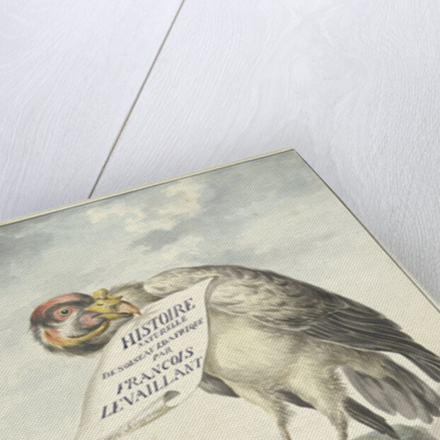 Vulture in its beak a sheet of paper by Circle of François Levaillant
