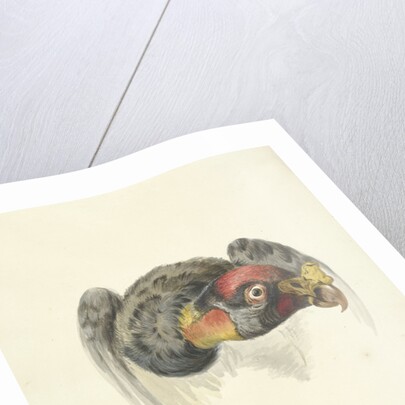 Head of a king vulture or condor (Gypagus Papa) by Circle of François Levaillant