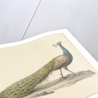 Blue peacock by Pieter Pietersz. Barbiers