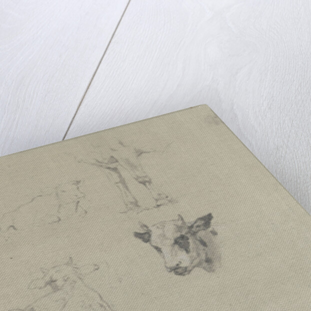 Studies of cows by Gerard Bilders