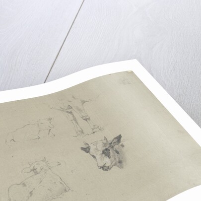 Studies of cows by Gerard Bilders